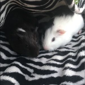 Meet your Posher, Peyton